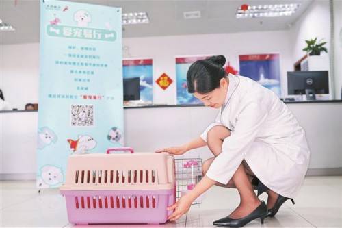 深圳航空优化宠物运输体验，推出宠物洗烫服务
